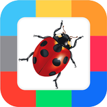 Flash Cards Insects for kids