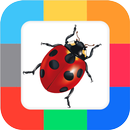 APK Flash Cards Insects for kids
