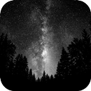 Dark Forest LiveWallpaper POGU APK