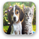Sounds of cats and dogs APK