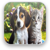 Sounds of cats and dogs icon