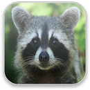 Animal Sounds for kids Free APK