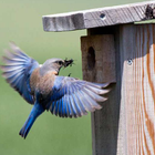 Nest boxes icon