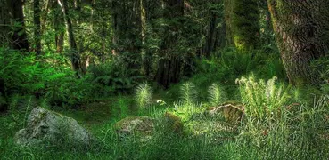 Köder auf Wald und Bergvogel