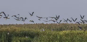 Progressive Goose Decoy