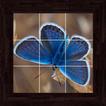 Butterflies Puzzles - 100 Pictures