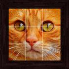 Cats Puzzles - 100 Pictures icon