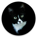 Spot The Cat APK