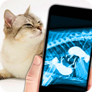 X-Ray gato grávido Joke APK