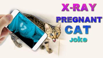 X-راي القط الحوامل نكتة تصوير الشاشة 3