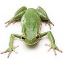 Frogs APK