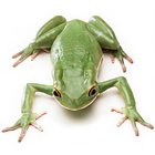Frogs Zeichen