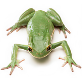 Frogs icon