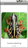 3 Schermata Frogs