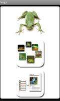 Frogs ポスター