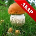 Справочник грибов для грибника आइकन