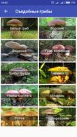 Справочник грибов для грибника capture d'écran 1