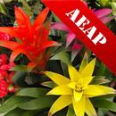 Справочник растений APK