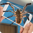 العنكبوت، إلى داخل، واجه، مزحة