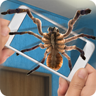 العنكبوت، إلى داخل، واجه، مزحة أيقونة