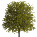 tree (faster browser) APK