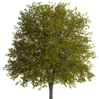 tree (faster browser) icono