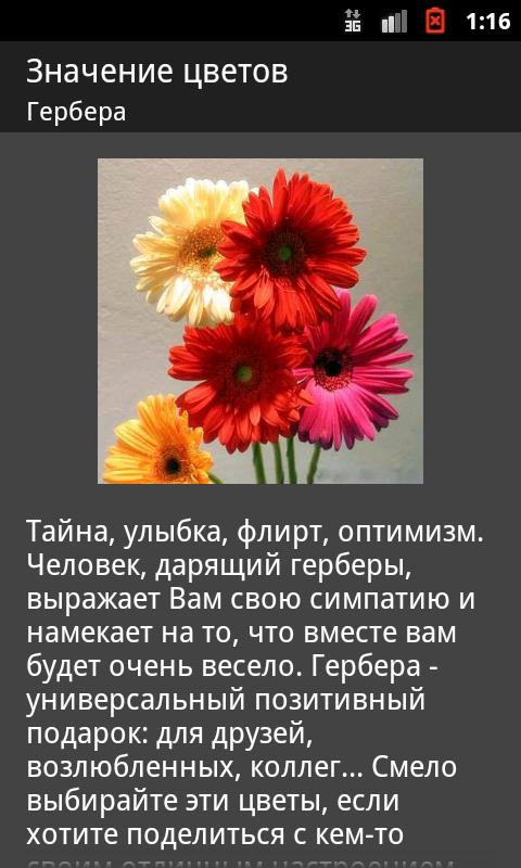 Герберы значение. Значение цветка. Что означают герберы на языке цветов. Значение цветов. Гербера значение цветка.