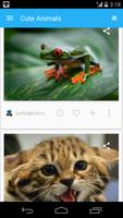 Cute Animals Affiche