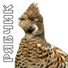 Call on hazel grouse icon