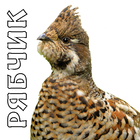 Call of hazel grouse icon