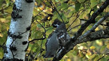 Call of hazel grouse capture d'écran 2