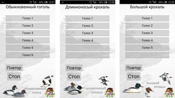 Манок на уток (нырковые) capture d'écran 3