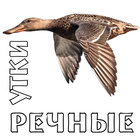 Манок на уток (речные) biểu tượng