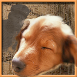 Сны Чанга: И.А Бунин 11 класс