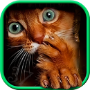 Runaway Cat APK