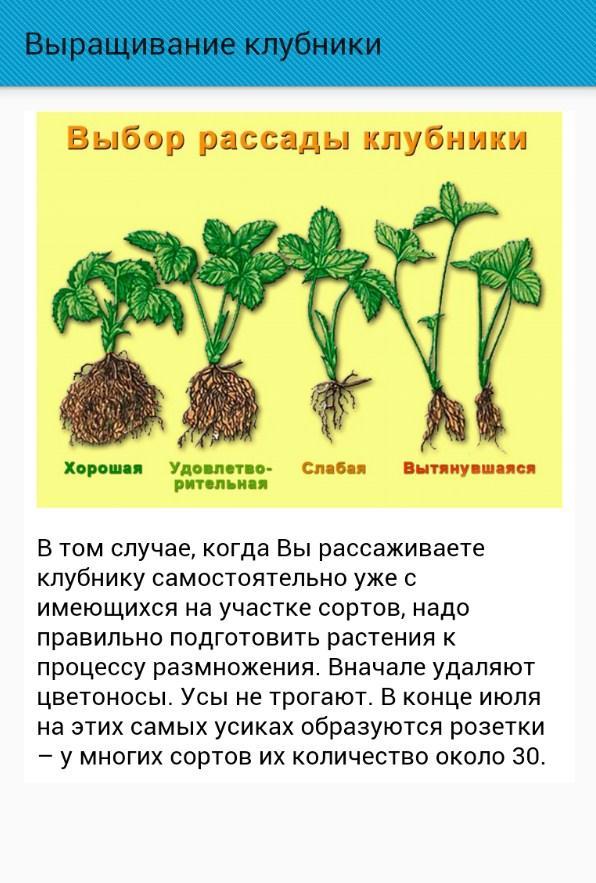 План выращивания клубники. Примеры выращивания клубники. Книга о выращивании клубники. Методичка по выращиванию клубники. Цикл выращивания клубники.