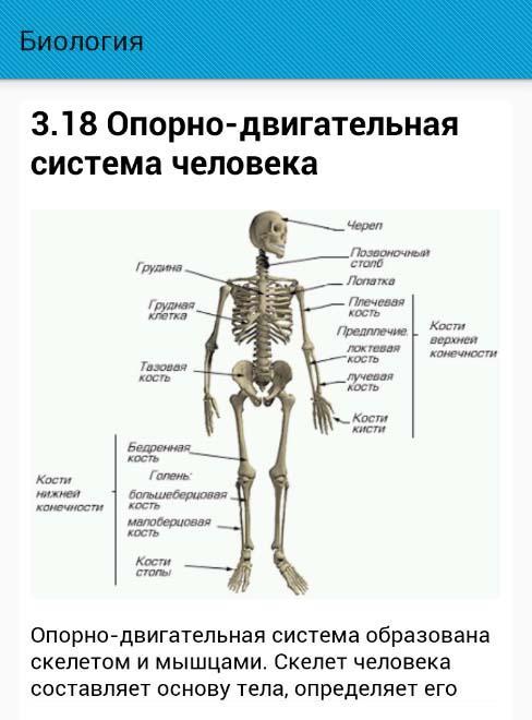 Опорно двигательная система нижних конечностей