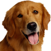 Dog Breeds APK