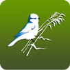 Птицы Поволжья APK