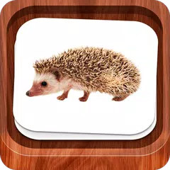 Baixar Little flash cards APK