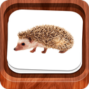 Little flash cards APK