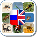 Насекомые Ru-En APK