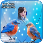 Love Birds Photo Editor icône