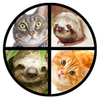 Cat or Sloth Coin Toss icône