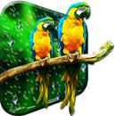 APK Birds HD Live Wallpaper