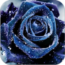 اجمل صور ورد 2015 APK