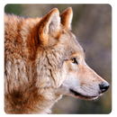 Wolves Sounds & Ringtone APK
