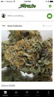 Strain Balboa Caregivers Poster