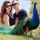 Peacock Feathers Photo Frames & Editor APK