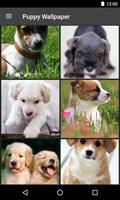 Puppy Wallpaper Affiche